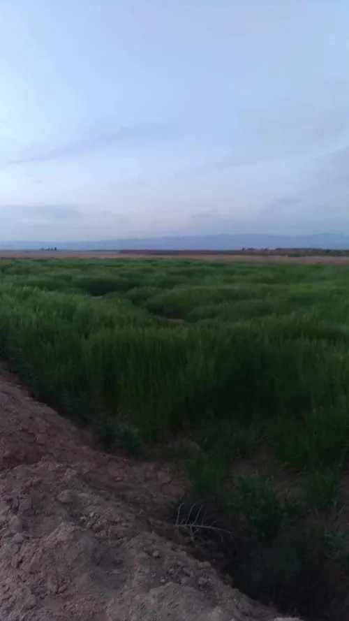 Vente Terrain Agricole Biskra El haouch