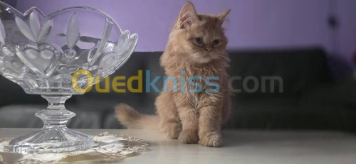 Vente un chat persan (femelle)