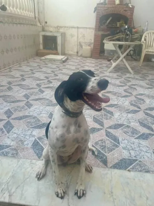 Chien brac français 