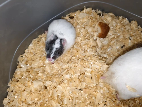 Hamster