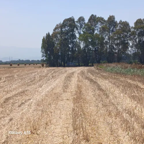 Vente Terrain Tipaza Sidi rached