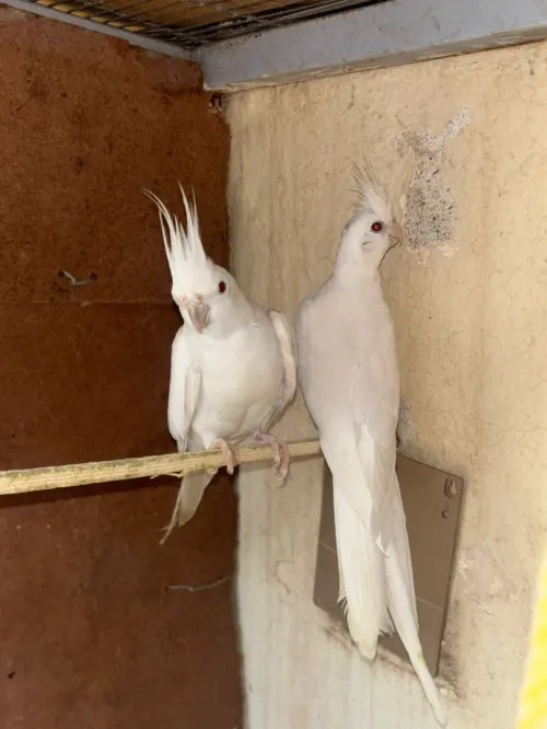 oiseau kalipsxau