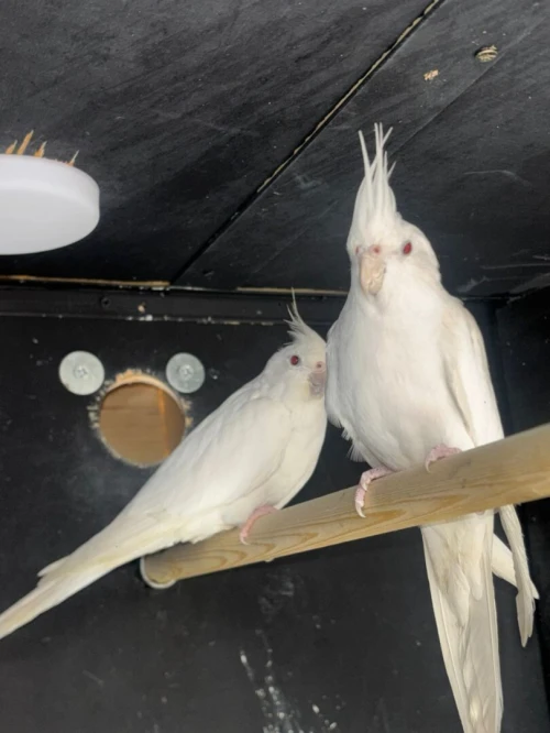 oiseau kalipsxau