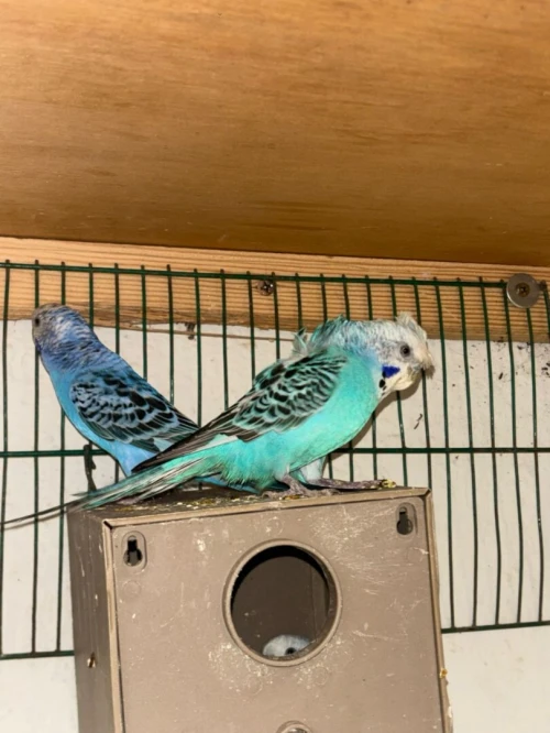 oiseau kalipsxau
