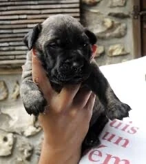 Cane corso 
