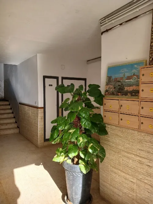 Location Appartement F3 Alger Birkhadem