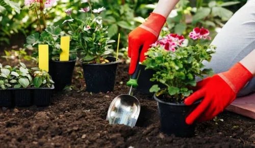 Sociėtė de jardinage Alger, aménagement des espaces verts, sociėtė de nettoyage jardinier pimpenière