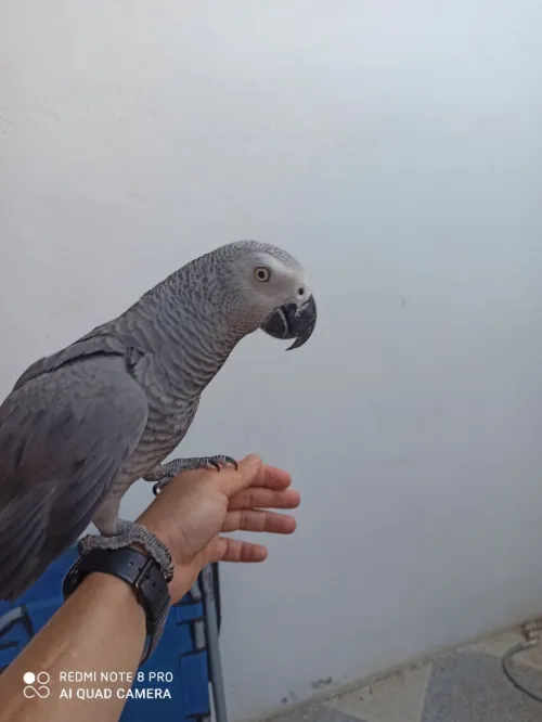 Dressage et gérrir de gris du gabon