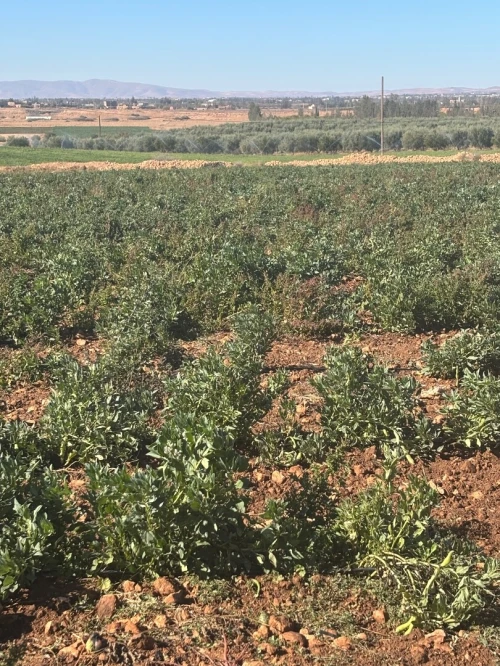 Vente Terrain Tlemcen Maghnia