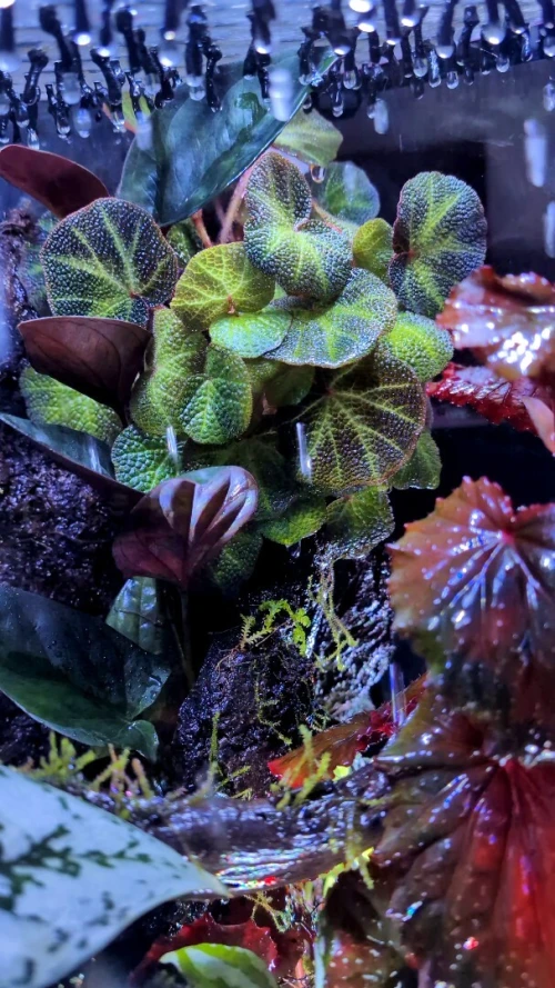 Natural Terrarium (Forest Theme) +RAIN SYSTEM