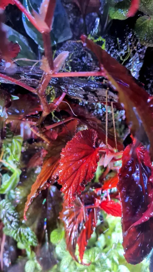 Natural Terrarium (Forest Theme) +RAIN SYSTEM