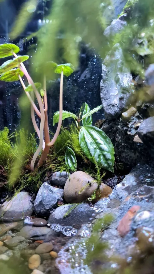 Natural Terrarium (Paludarium) +Elevated Waterfall System