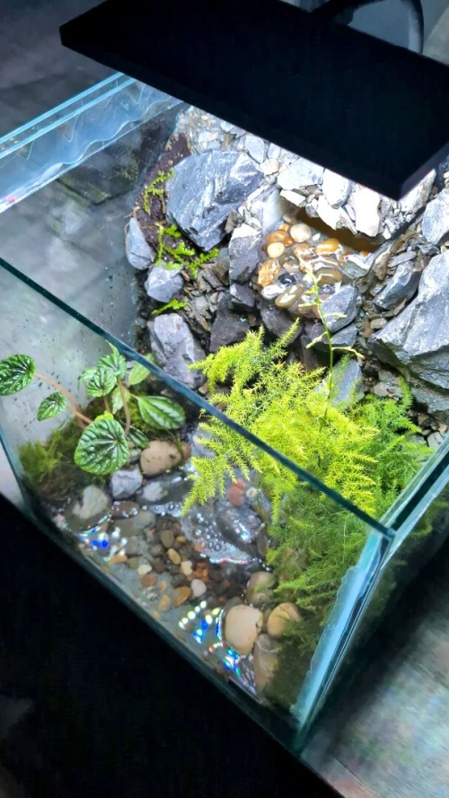 Natural Terrarium (Paludarium) +Elevated Waterfall System