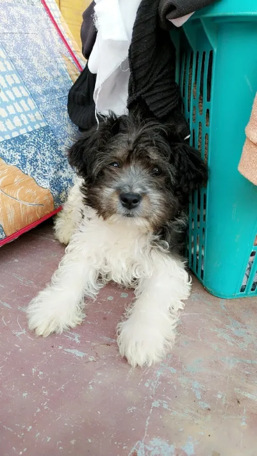 Caniche bichon maltais la pure race