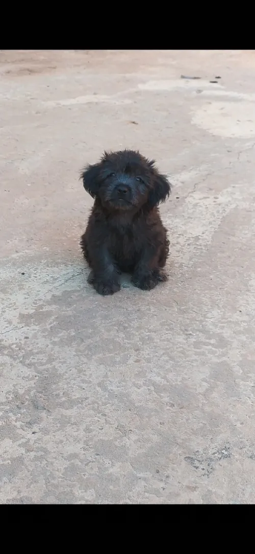 Caniche bichon maltais la pure race 5 doigts