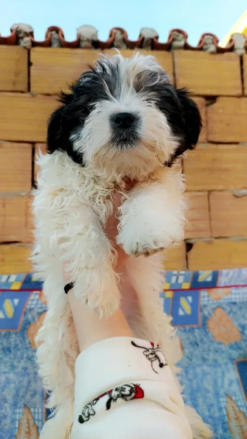 Caniche bichon maltais la pure race