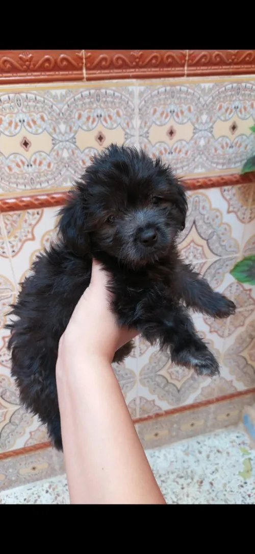 Caniche bichon maltais à vendre à oran 
