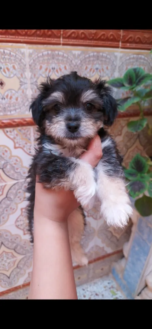 Caniche bichon maltais à vendre à oran 