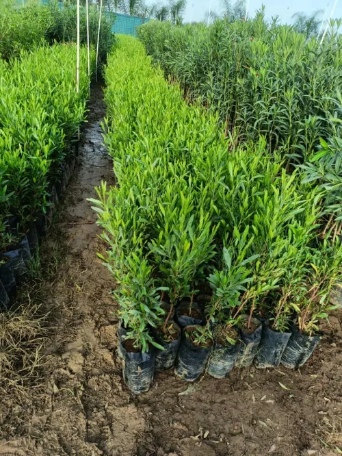 Espace vert et Gazon Naturel 