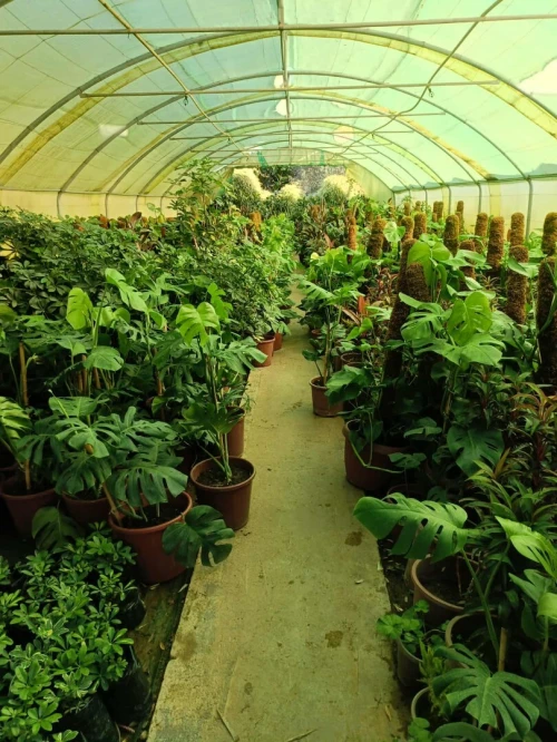 Espace vert et Gazon Naturel 