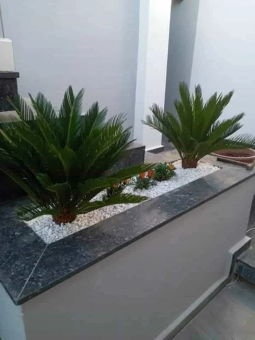 Espace vert et Gazon Naturel 
