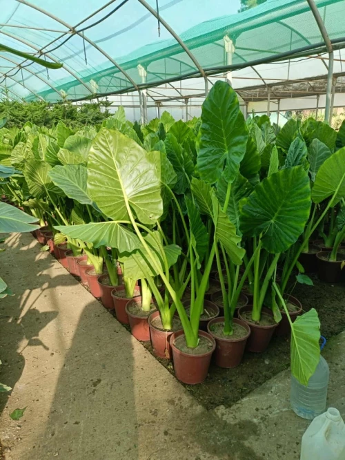 Espace vert et Gazon Naturel 