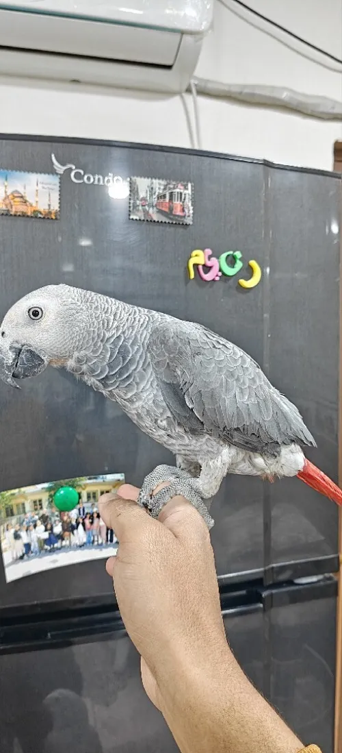 ببغاء بيبي perroquet bébé