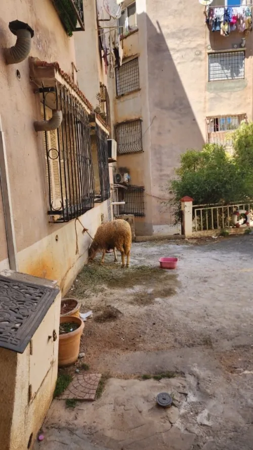 Vente Appartement F3 Alger Ouled fayet