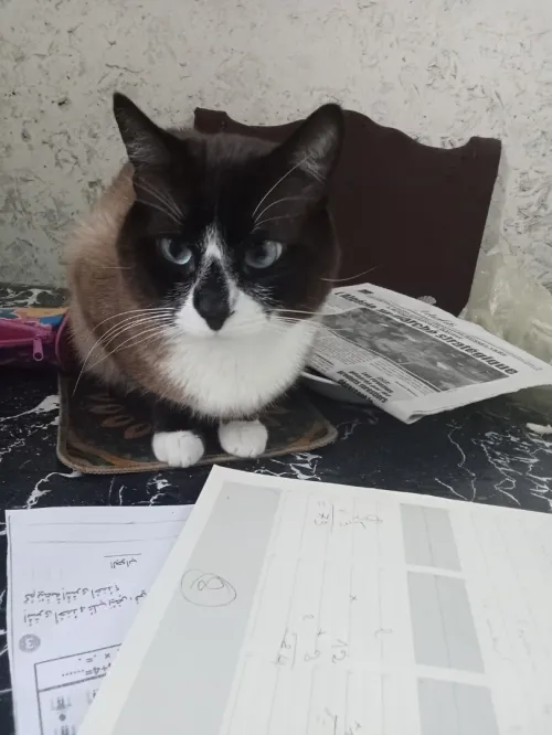 Chat snowshow 3ans pour adoption 