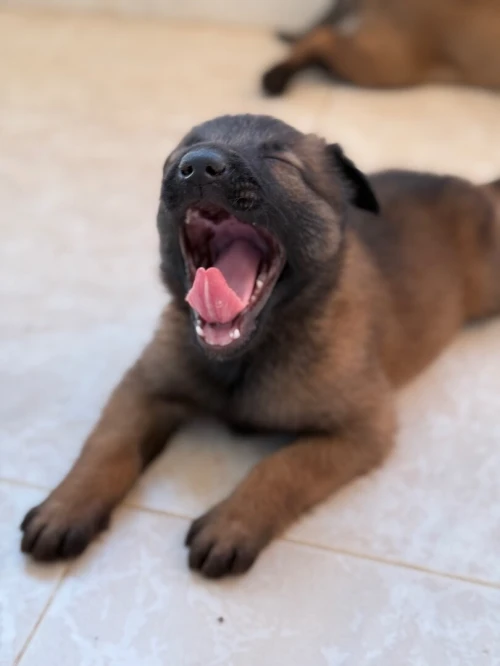 Malinois pure race 