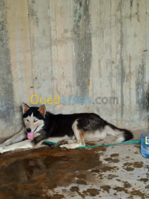 هاسكي  husky