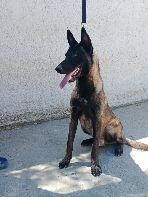 Choits malinois 