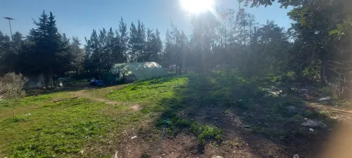 Vente Terrain Alger Cheraga