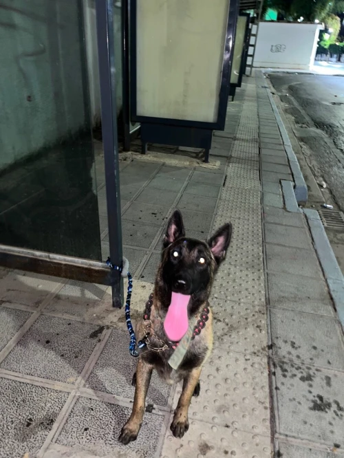 chein malinois 