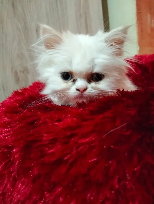 chat persan Mâle blanc 
