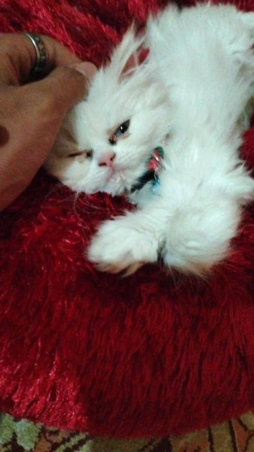 chat persan Mâle blanc 