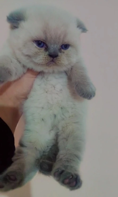 Scottish fold