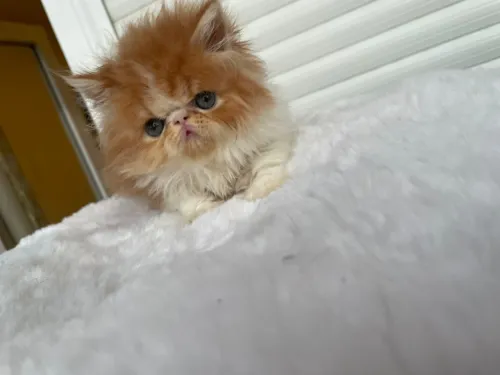 Femelle piki face