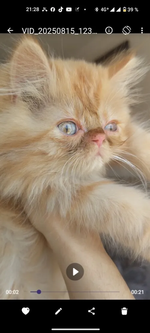 Chaton persan chinchilla 