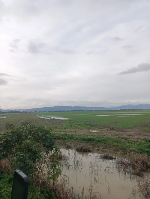 Vente Terrain Agricole Tipaza Sidi rached