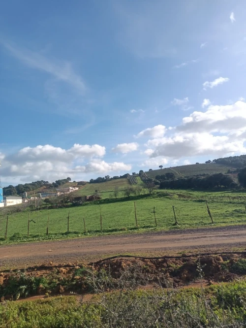 Vente Terrain Agricole Tipaza Ain tagourait