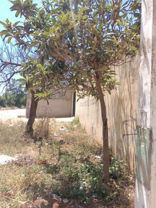 Vente Villa Tipaza Fouka