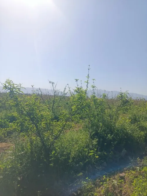 Vente Terrain Agricole Tipaza Attatba