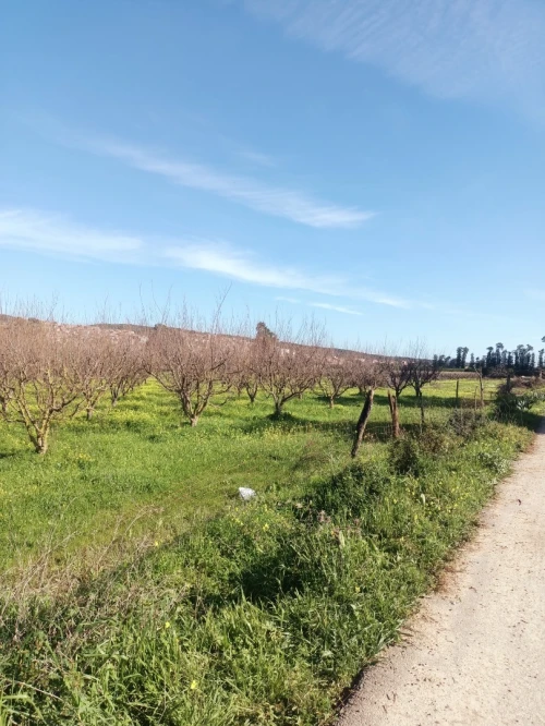 Vente Terrain Agricole Tipaza Attatba