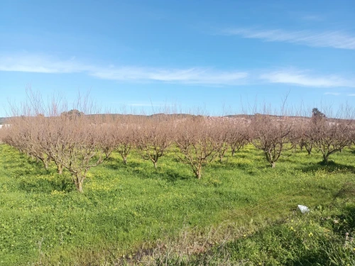 Vente Terrain Agricole Tipaza Attatba