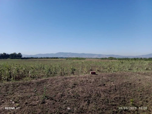 Vente Terrain Agricole Tipaza Sidi rached