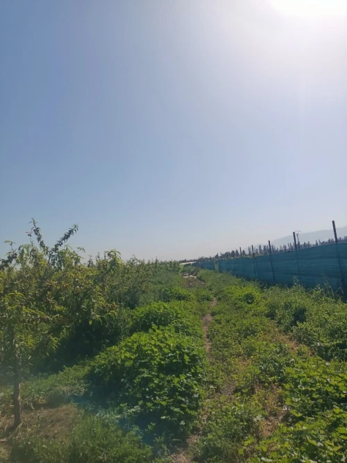 Vente Terrain Agricole Tipaza Attatba