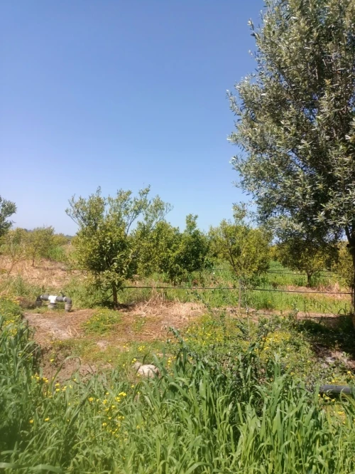 Vente Terrain Agricole Blida Mouzaia