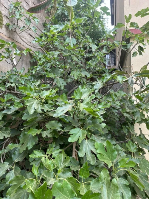 Vente Villa Tipaza Douaouda