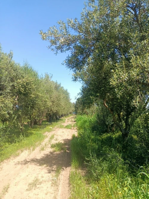 Vente Terrain Agricole Blida Mouzaia